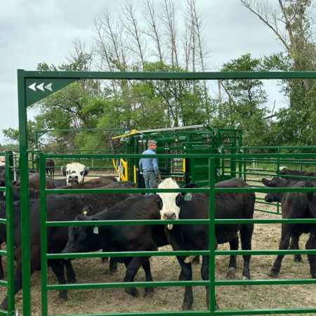 Small cattle working system with cattle