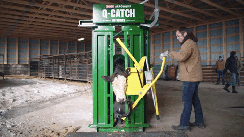 Head Holder Restraint