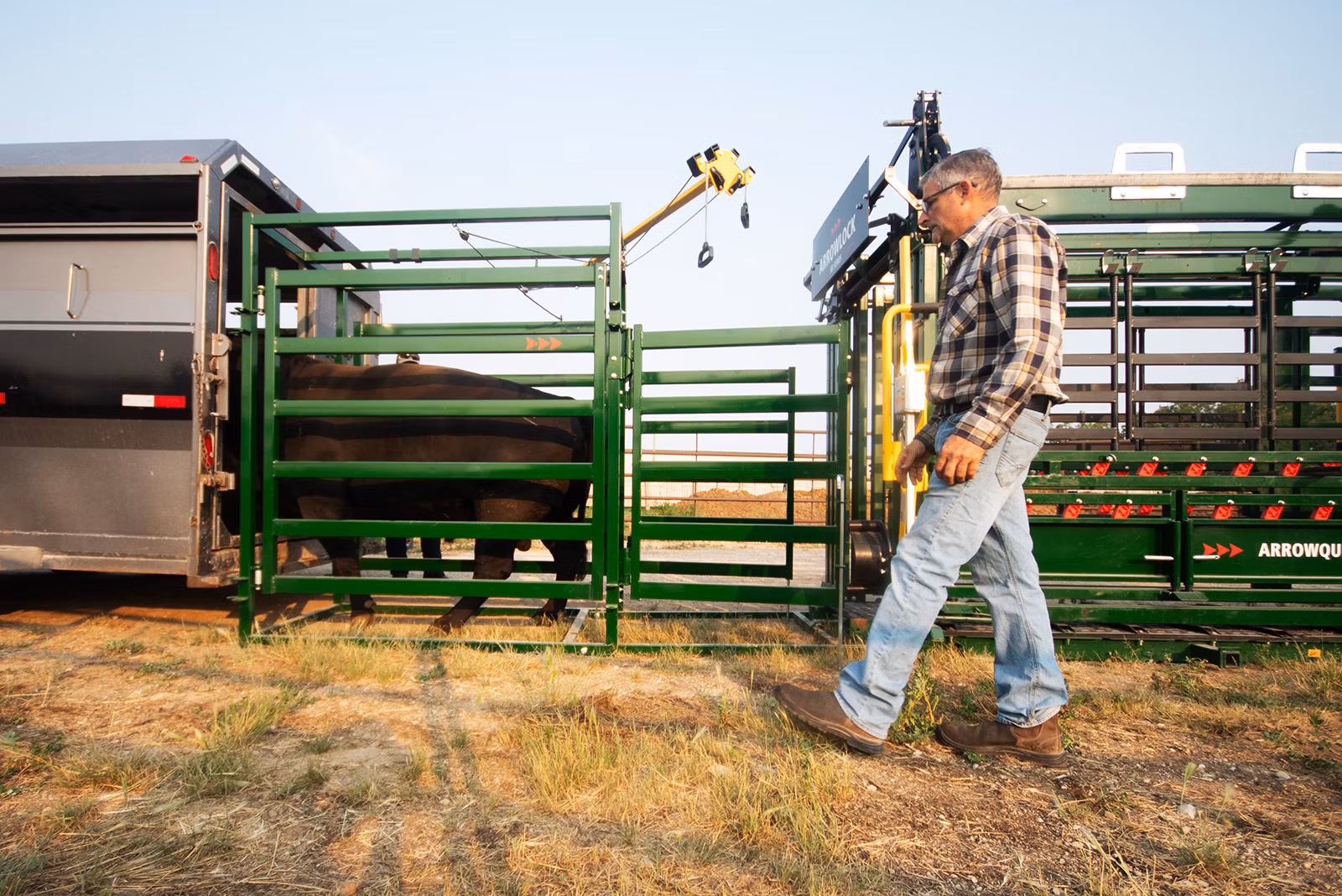 Rancher using Arrowquip post chute draft module to guide black cow from cattle chute into stock trailer