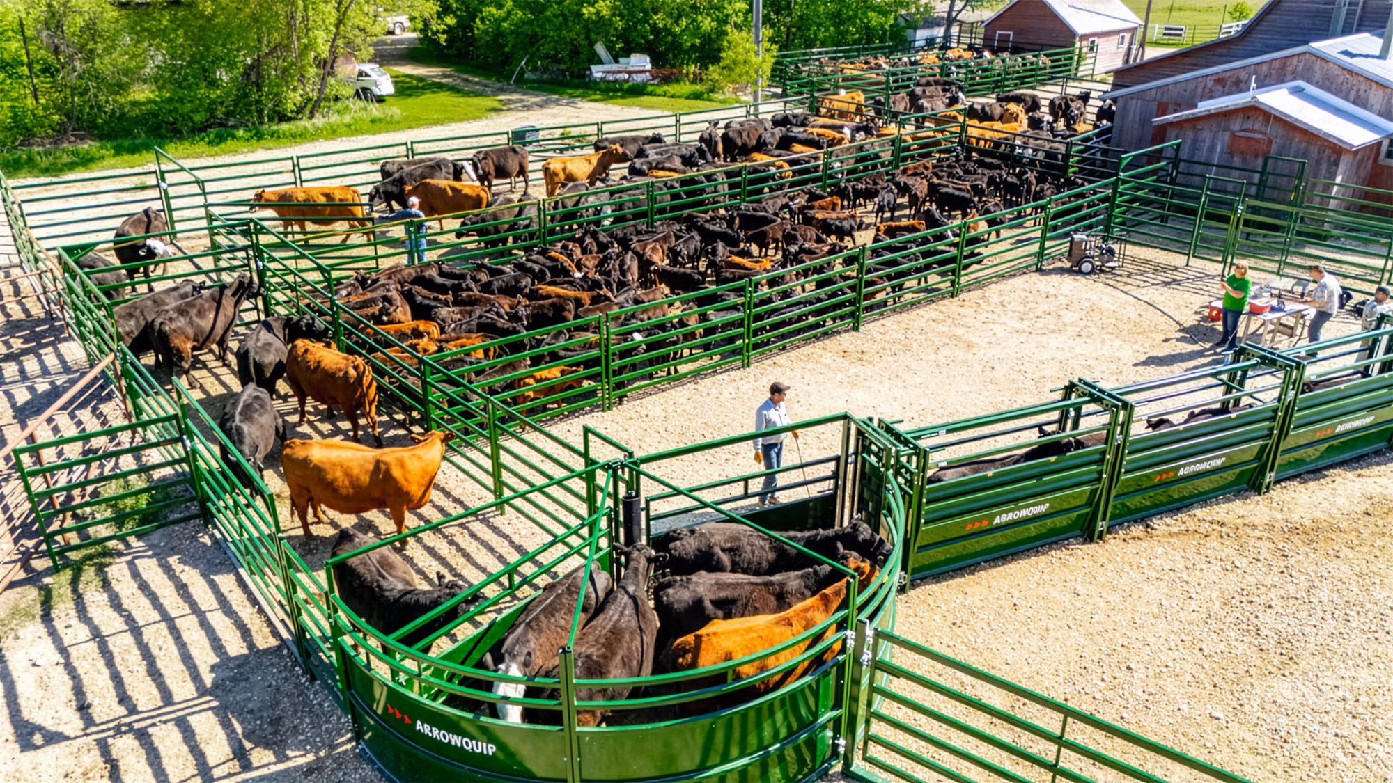Cattle Crowding Tub within full cattle handling system with rancher working cattle aerial view