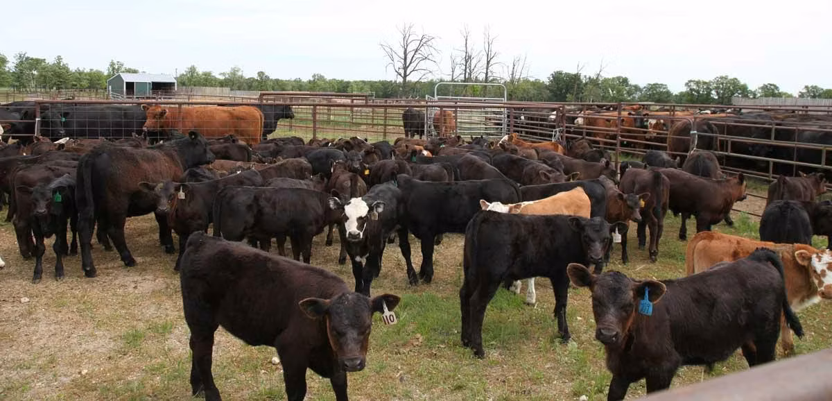 Large group of cattle in holding pen