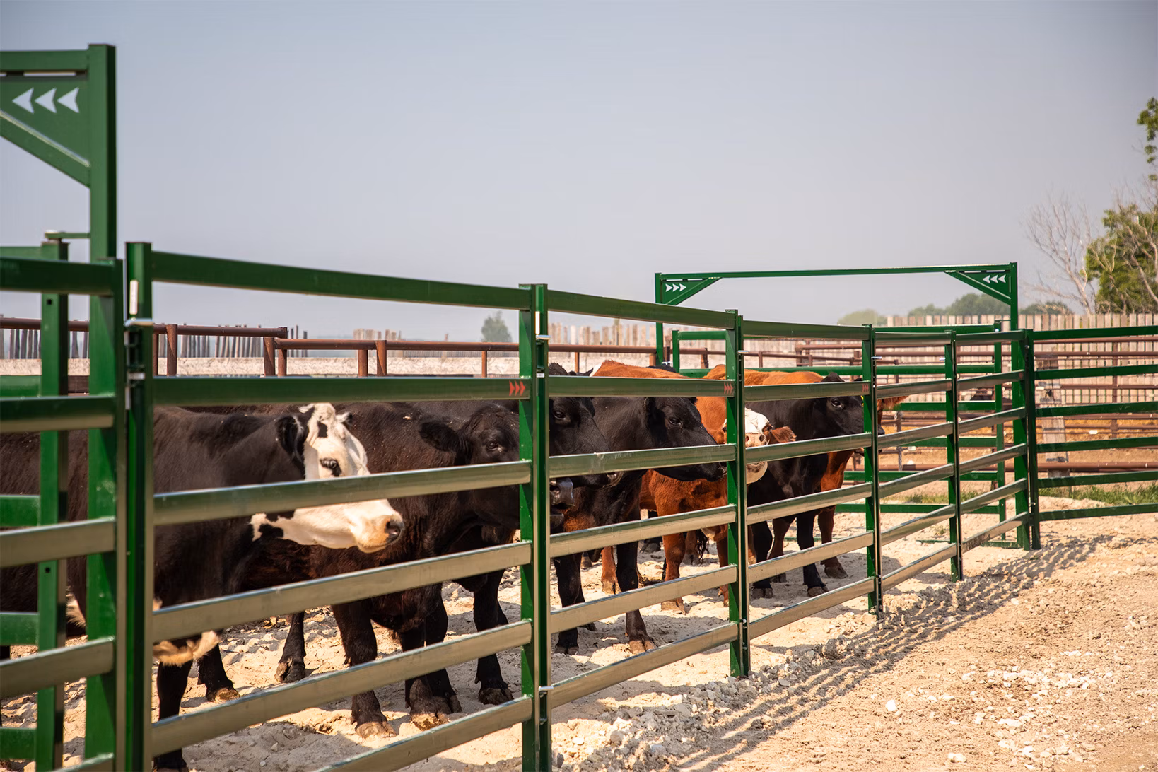Herd of cattle securely penned behind Arrowquip cattle corral panels engineered to reduce bruising and challenging with 3 inch rectangular rails