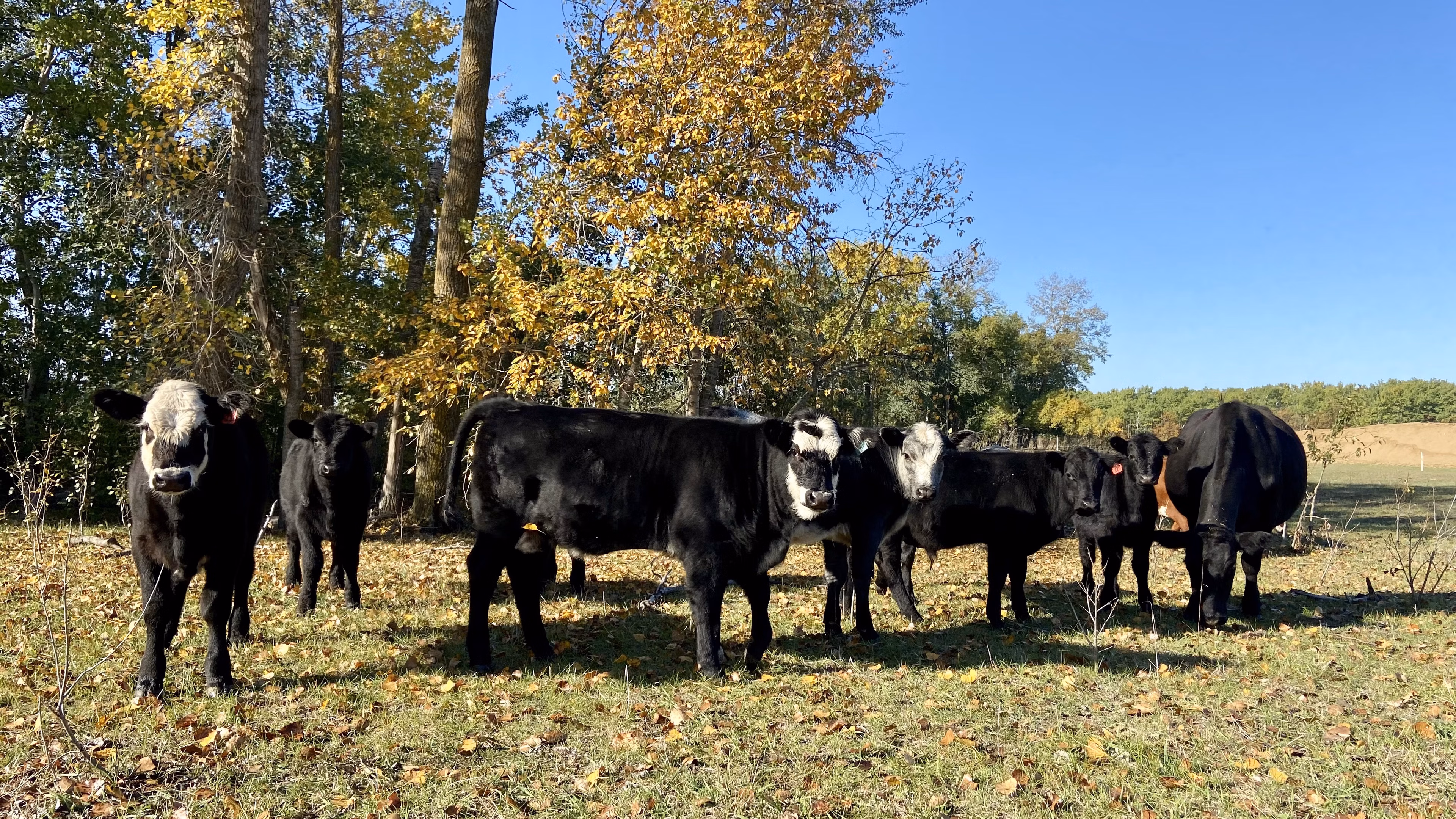 Herd of cattle out in the pasture grazing in the fall
