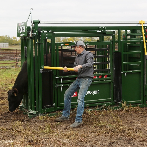 The Q-Catch 74 Series Cattle Chute in Use