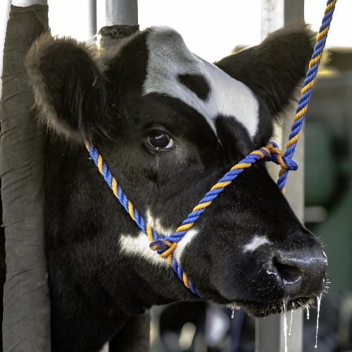 Ropes holding cow's head while in head gate