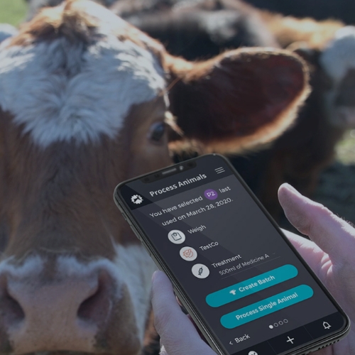 Herddogg App allows cattle producers to track data easier