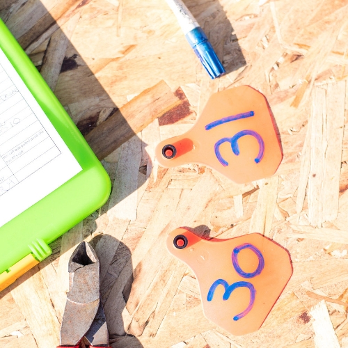 Two orange cattle ear tags on a table with accessories