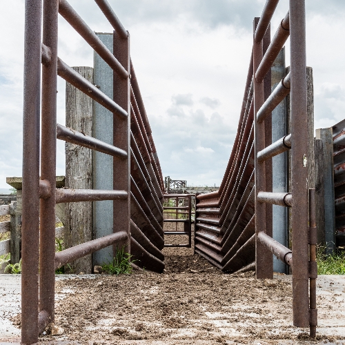 Round bars on cattle handling system