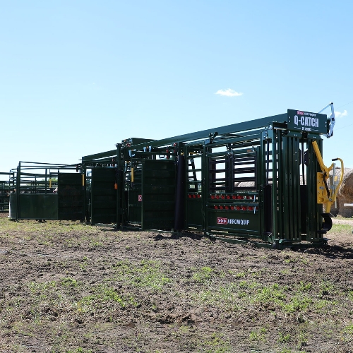 Q-Catch 87 Series Cattle Chute, 18' Alley and Tub set up to work cattle