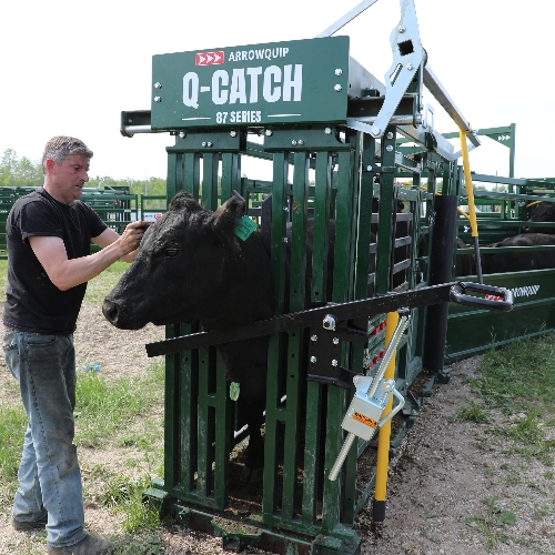 Arrowquip Chin Bar with black cow being ear tagged