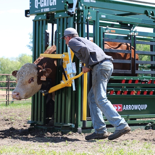 Q-Catch Cattle Head Holder with Large Bull