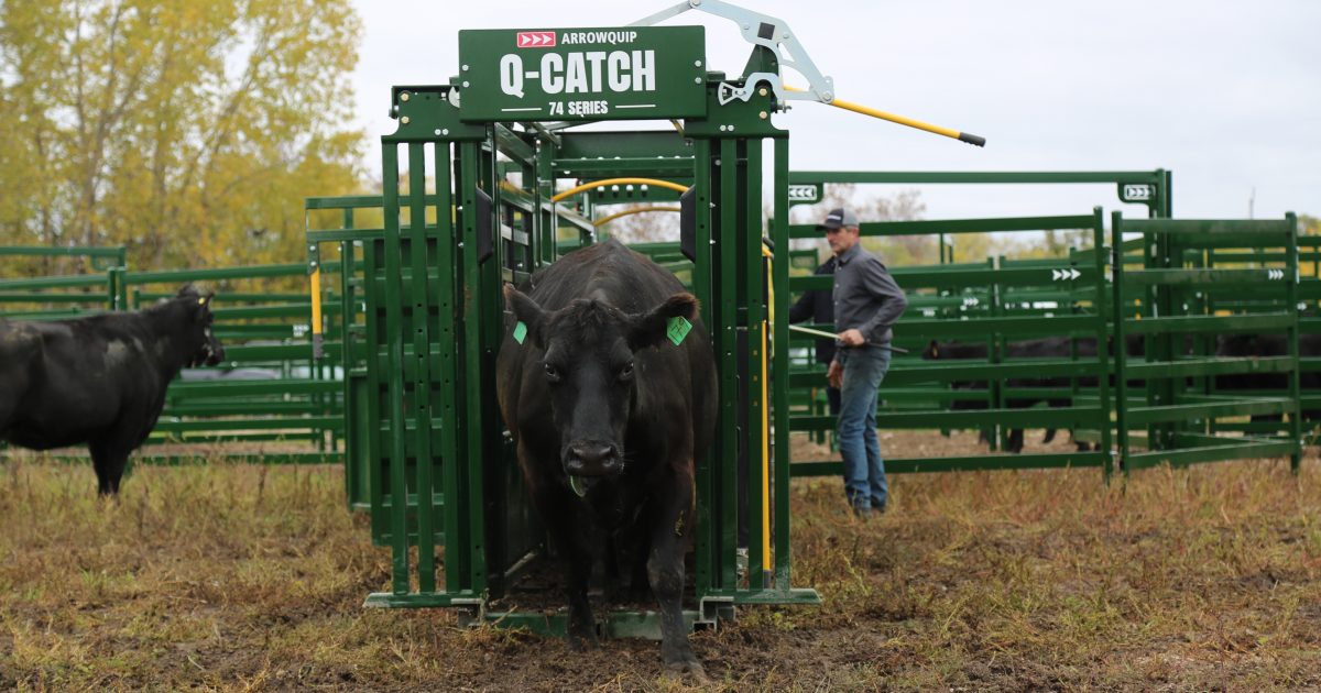 Not All Manual Cattle Head Gates Are The Same | Blog | Arrowquip