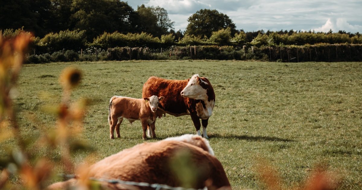 Cow Veterinarian Tips for Getting Your Cattle on a… | Arrowquip