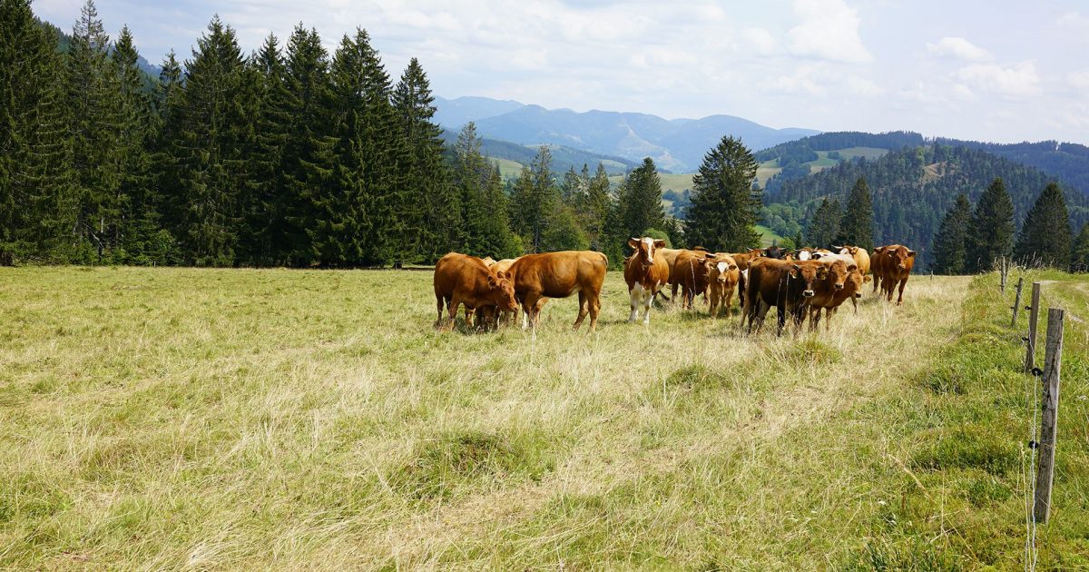 What can Cow Calf Operations learn from Cattle Feedlots?… | Arrowquip