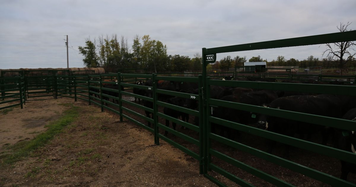 5 Considerations for a new Cattle Handling Facility | Blog | Arrowquip