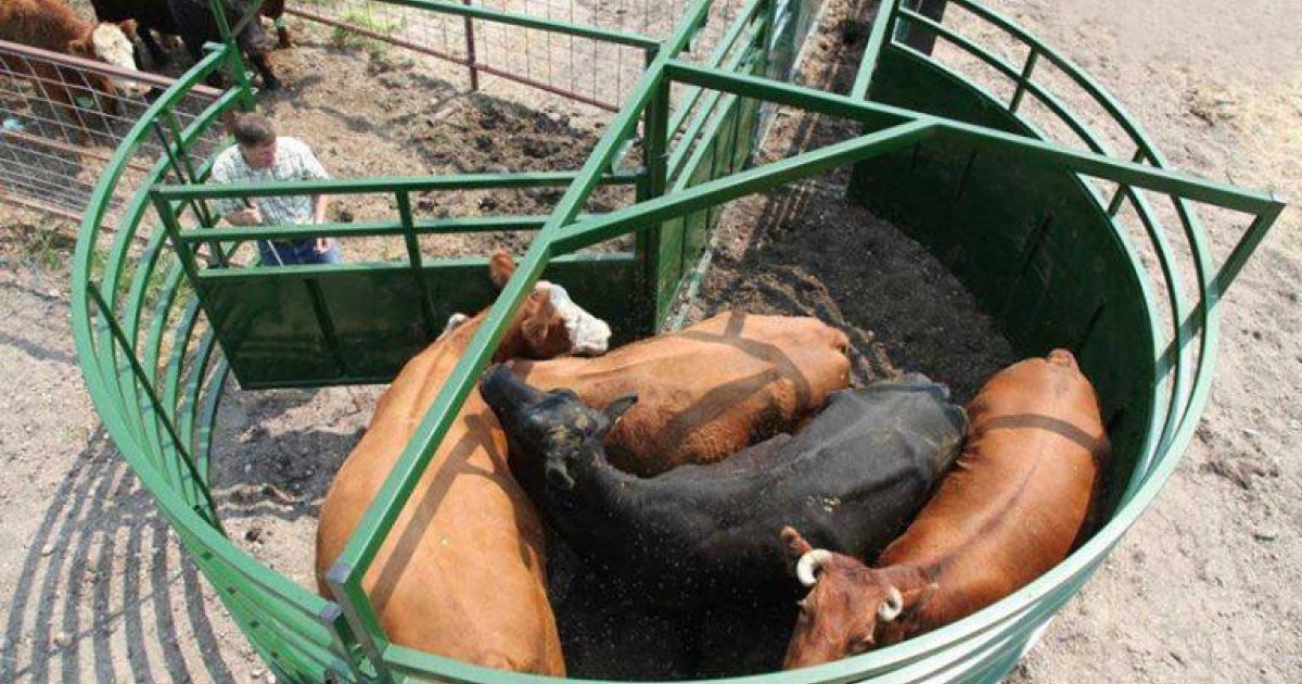Cattle Equipment Comparison - Bud Box vs. Cattle Sweep… | Arrowquip Cattle Equipment Comparison - Bud Box vs. Cattle Sweep… | Arrowquip