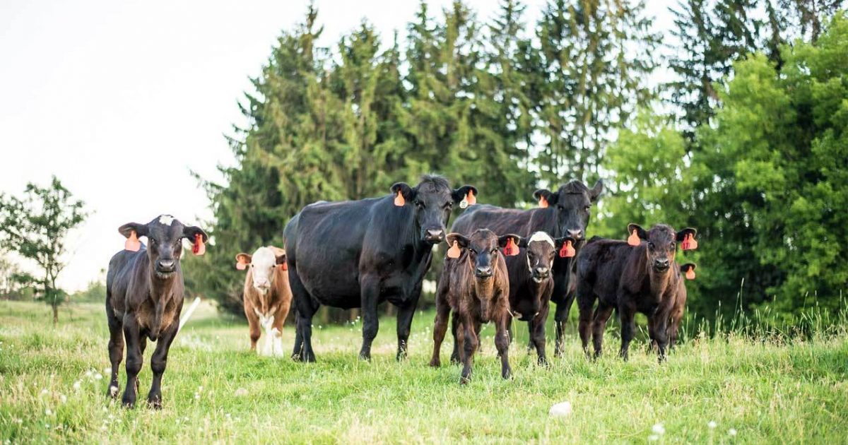 Calf Health from Birth to Weaning | Arrowquip