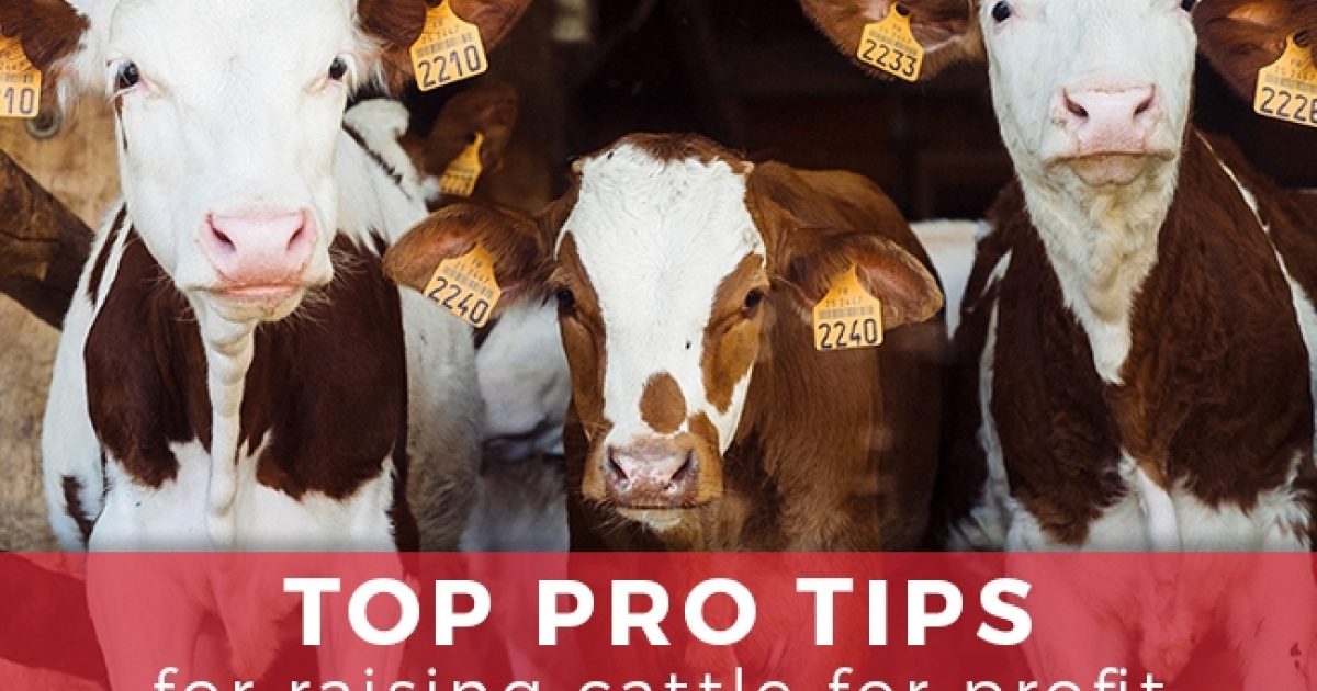 Top Pro Tips For Raising Cattle For Profit Arrowquip