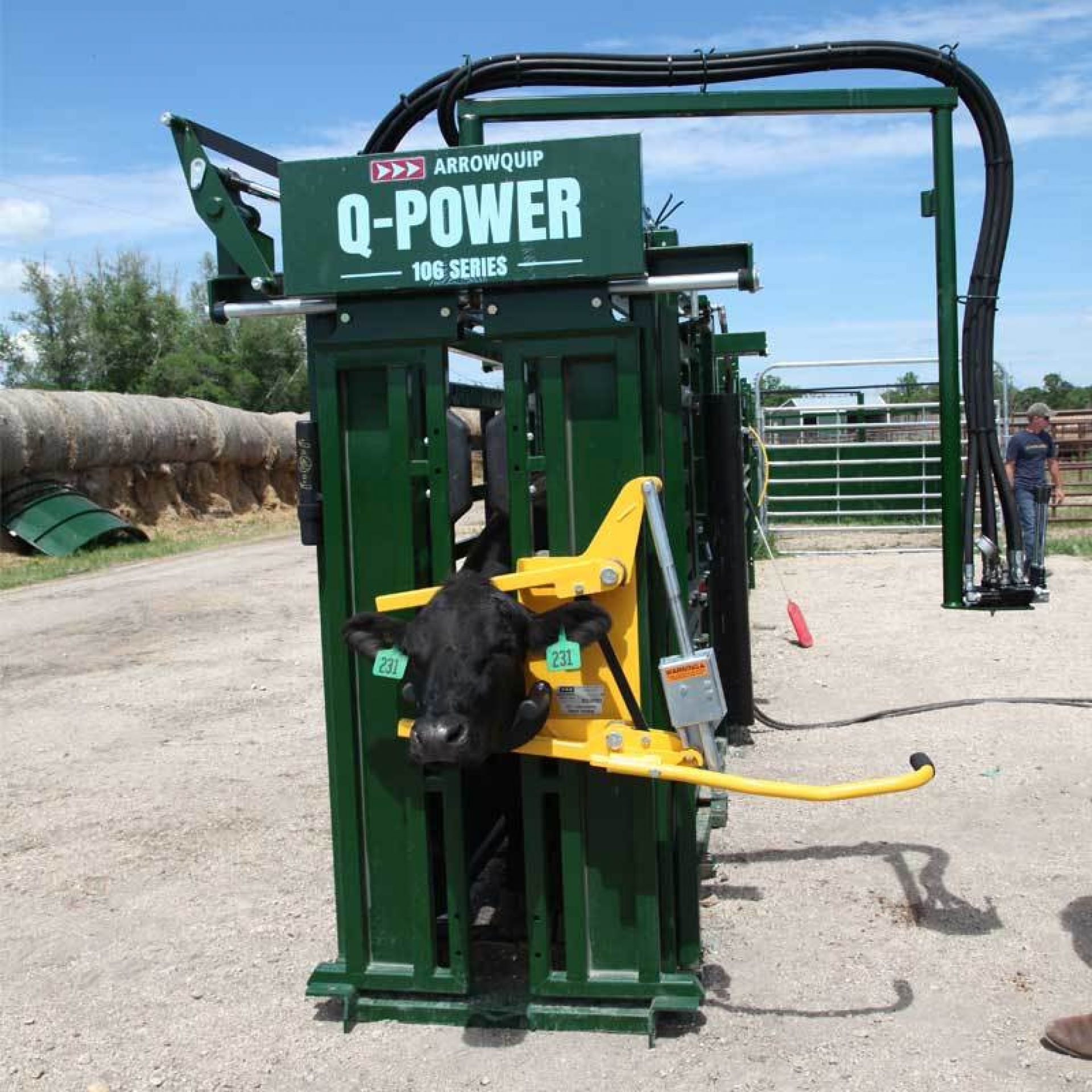 Black cow in Q-Power hydraulic cattle chute and head holder