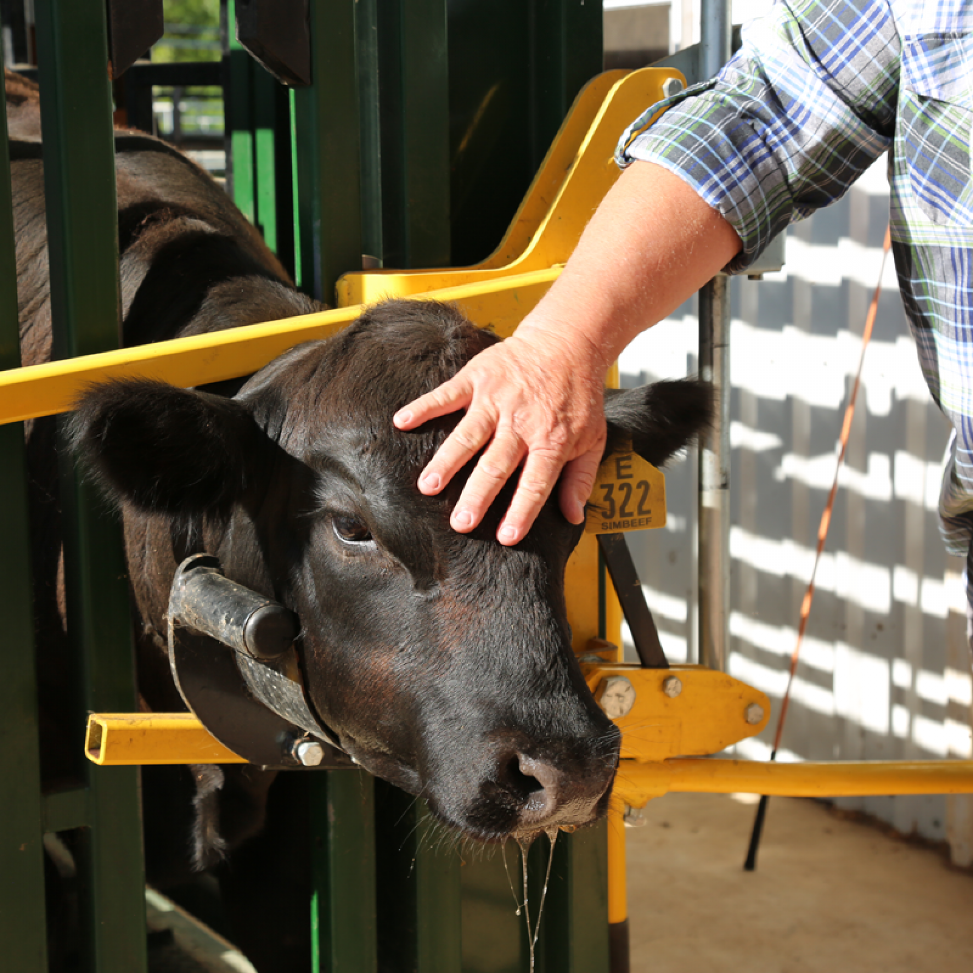 Rancher placing his hand on a cow's head in the Q-Catch cattle head holder