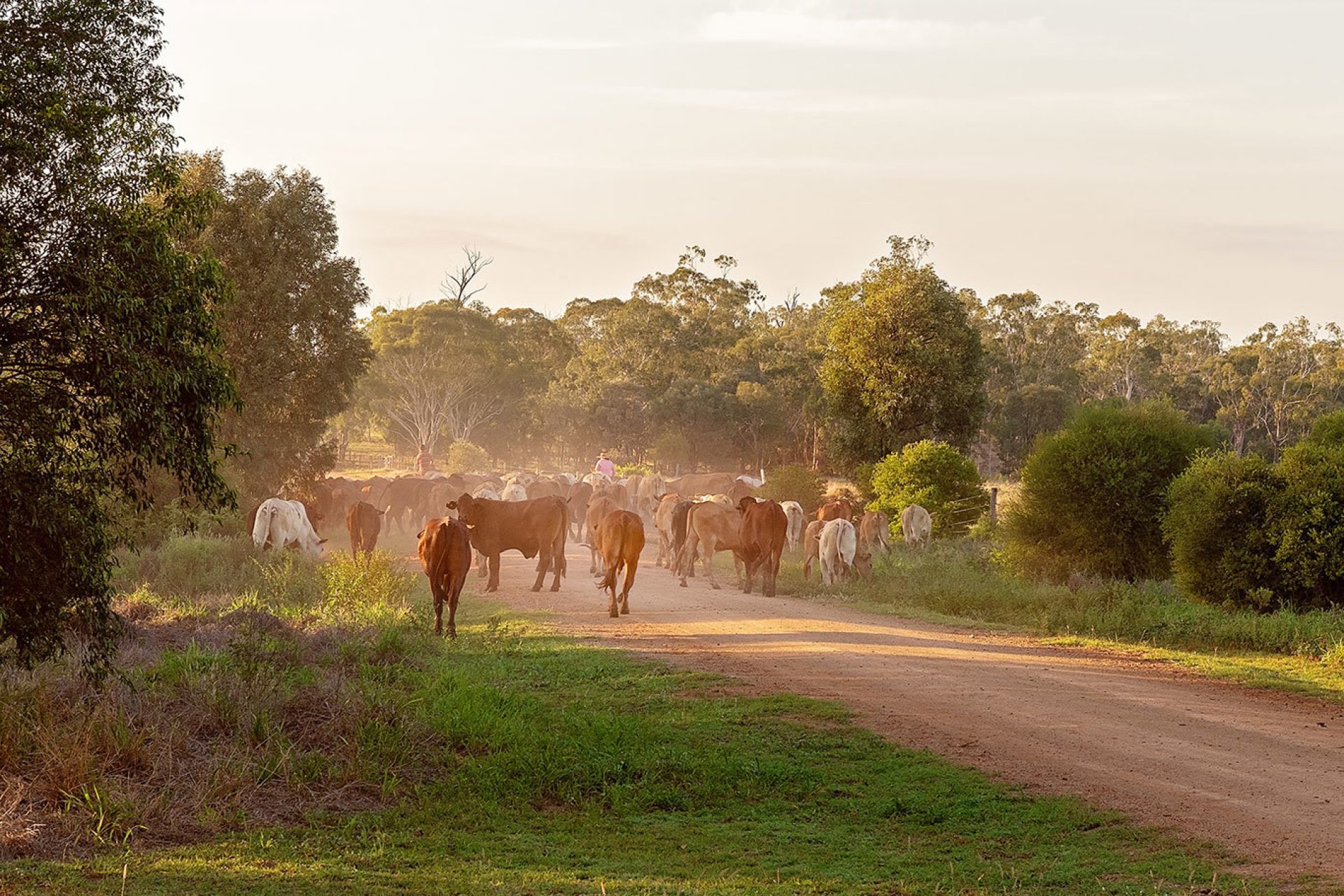Herd of cattle walking towards camera with trees surrounding