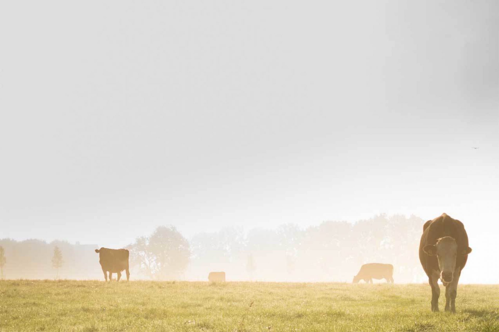 Group of cattle in field on a foggy morning