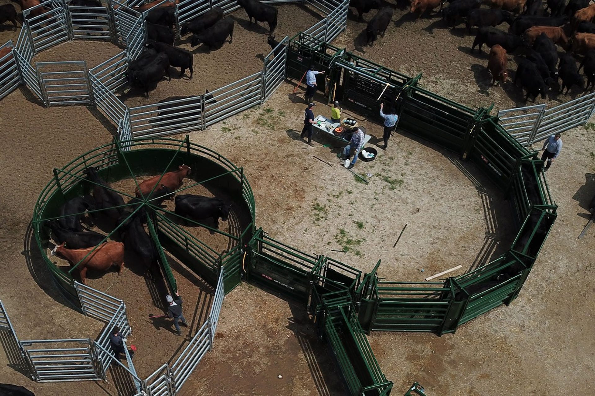 Overhead view of cattle working system with S-Flow cattle tub and alley and ranchers working livestock