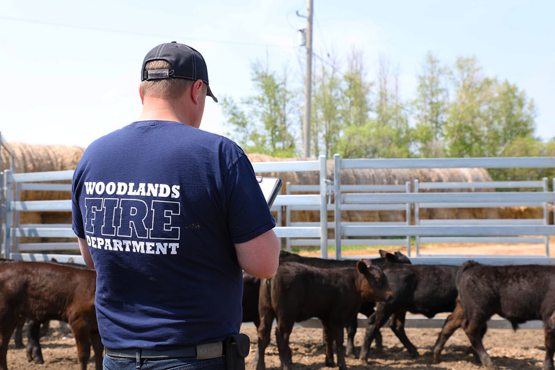 Rancher out in pen evaluating calves