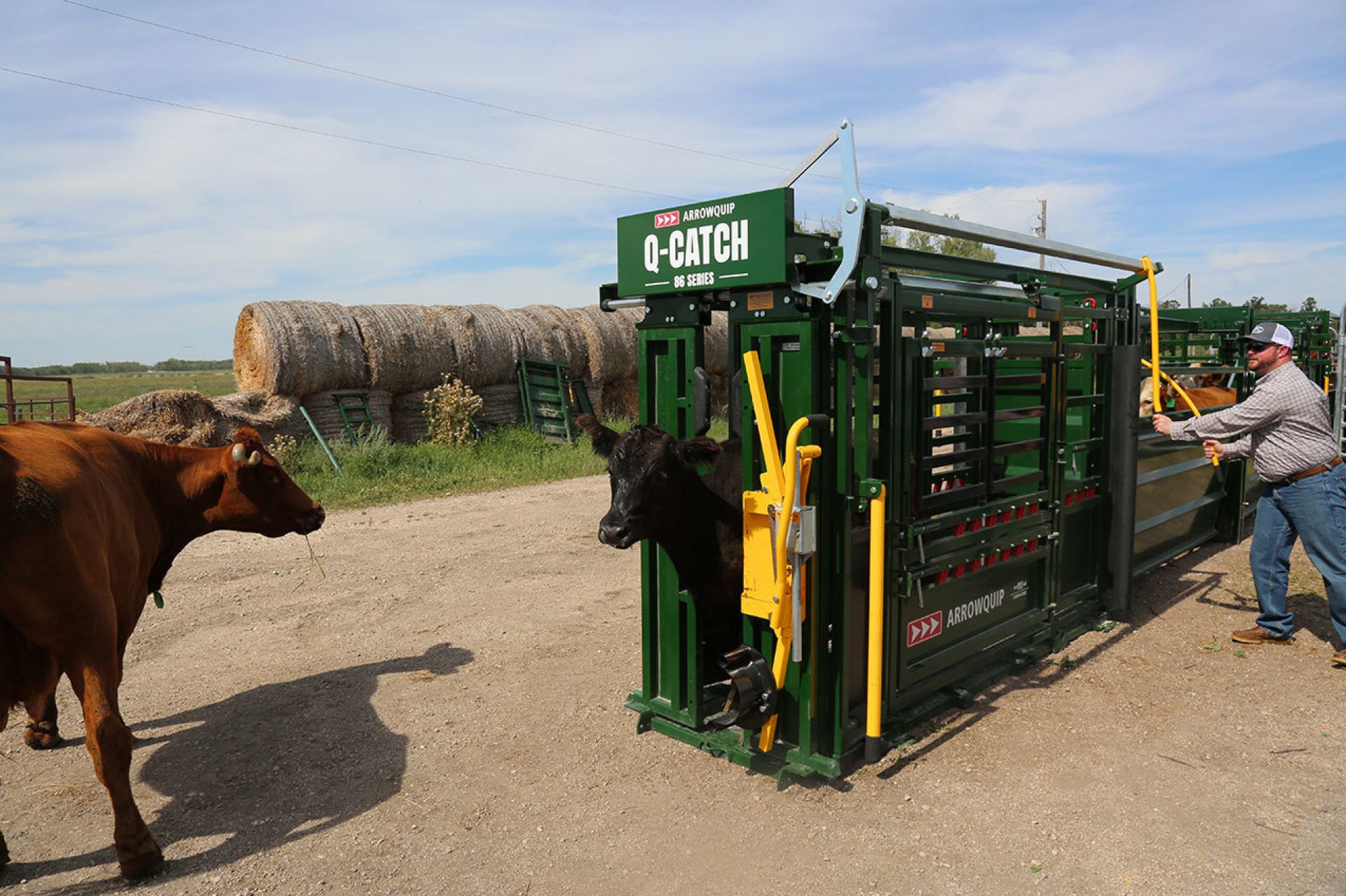 Cow standing in front of cattle chute watching another animal be processed