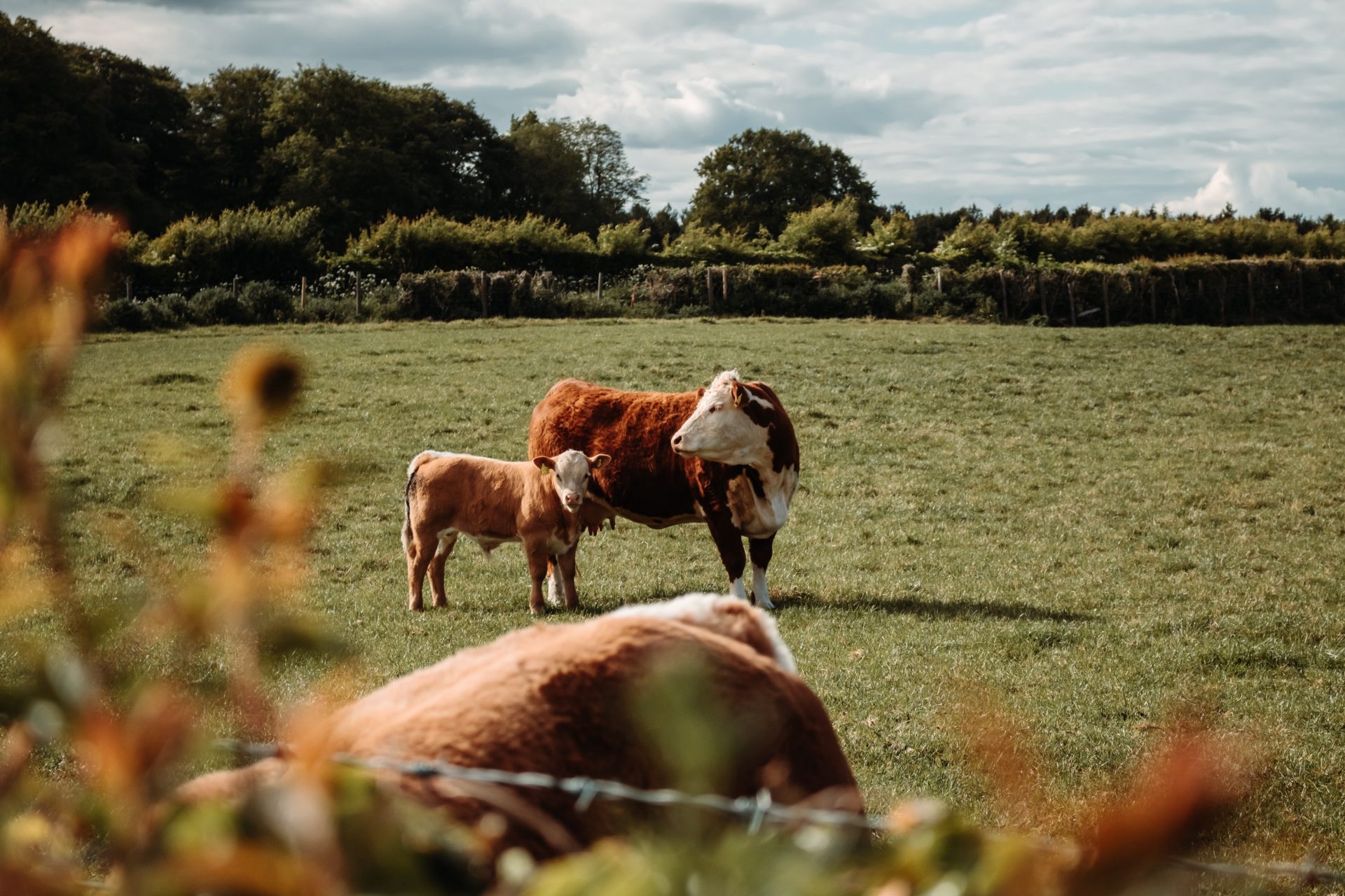 Young calf and mom in grass field behind barbed wire fence