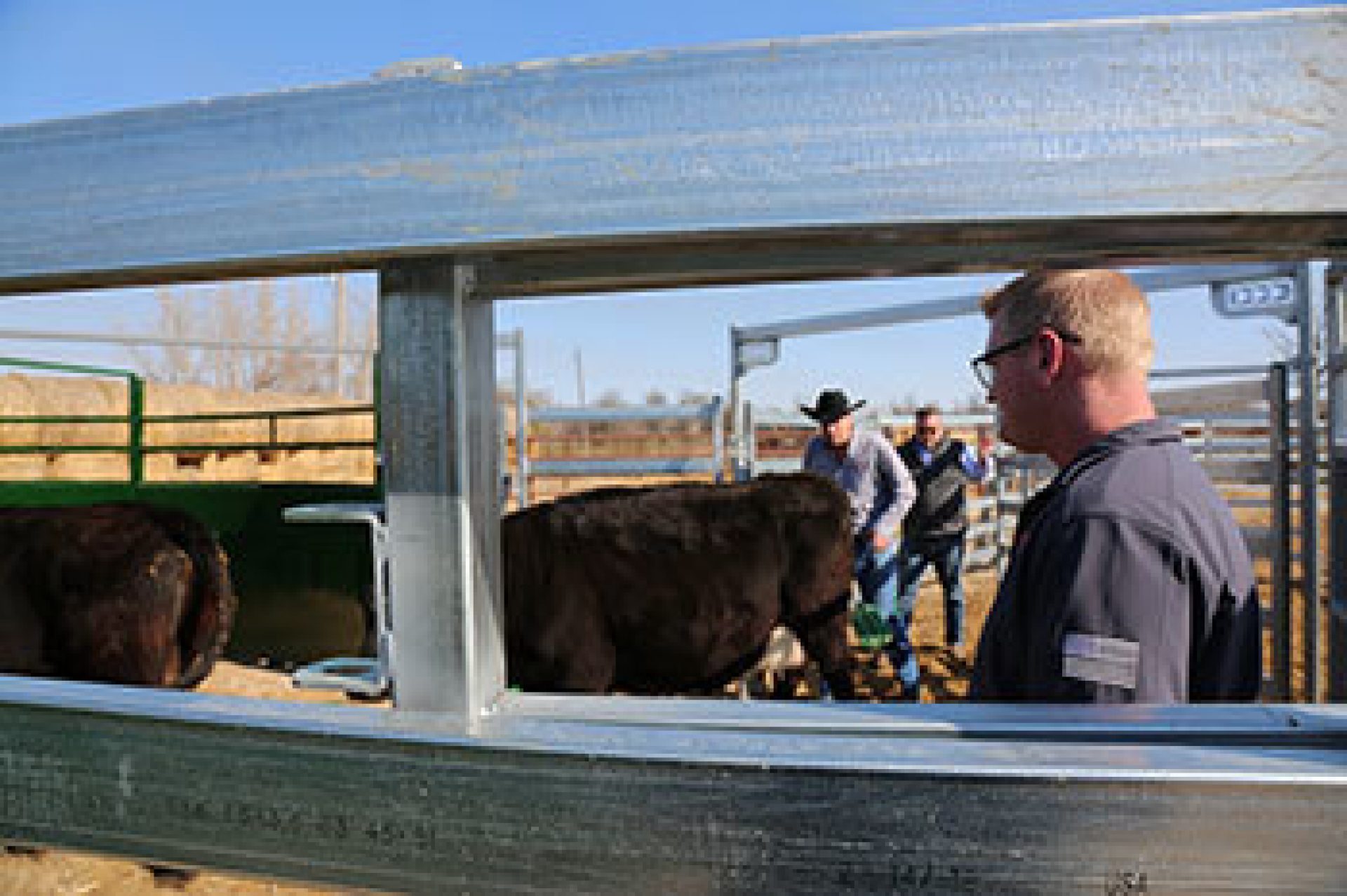 Cattle ranchers in pens working livestock