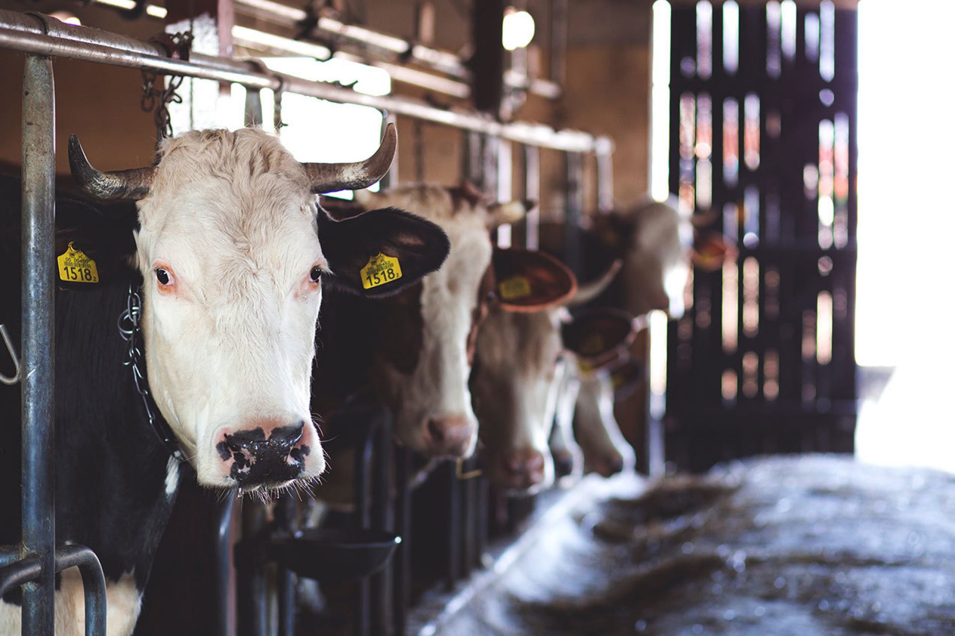 Group of cows in barn