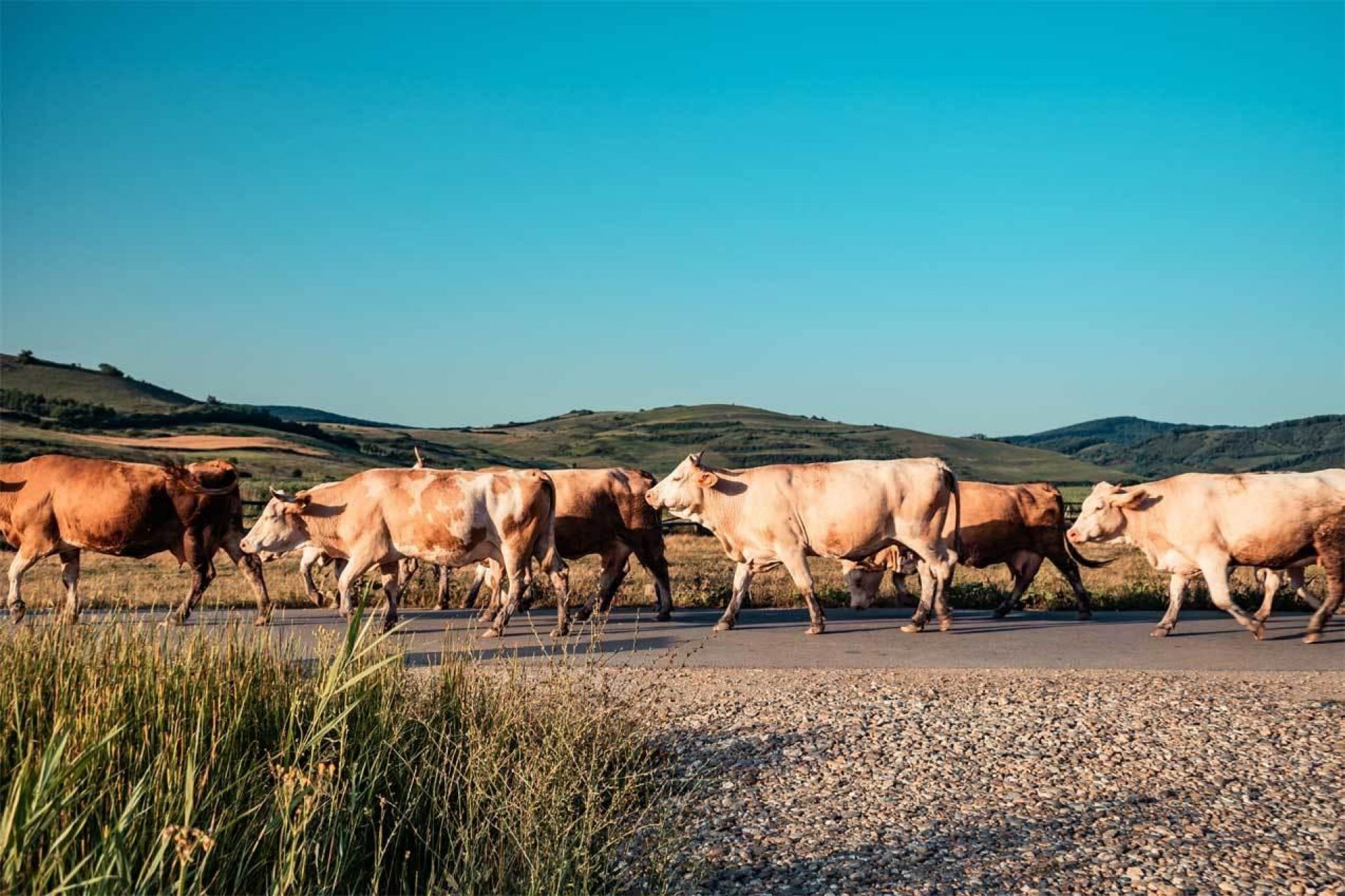 Group of cattle walking on paved road