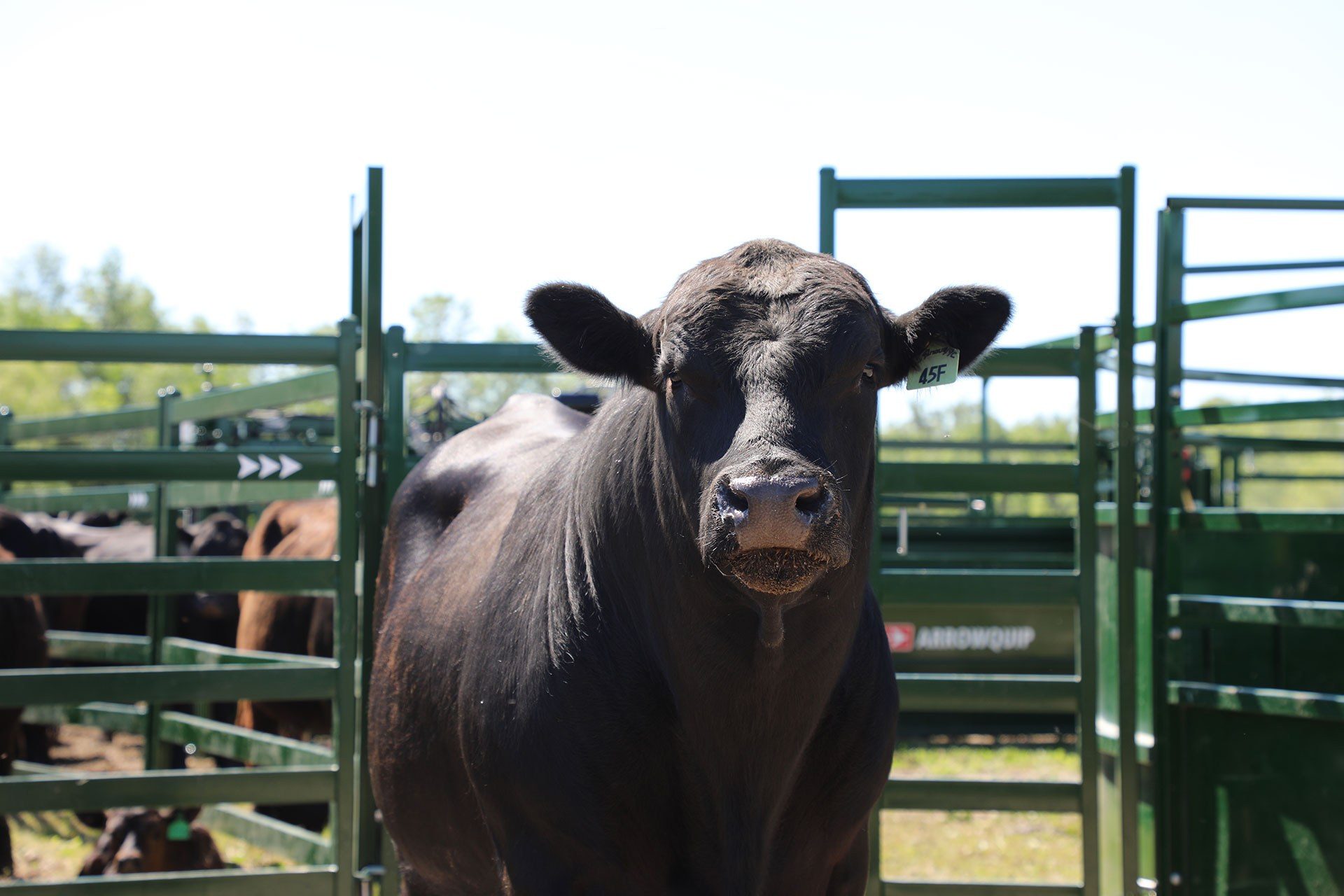 Head Gates For Cattle For Sale