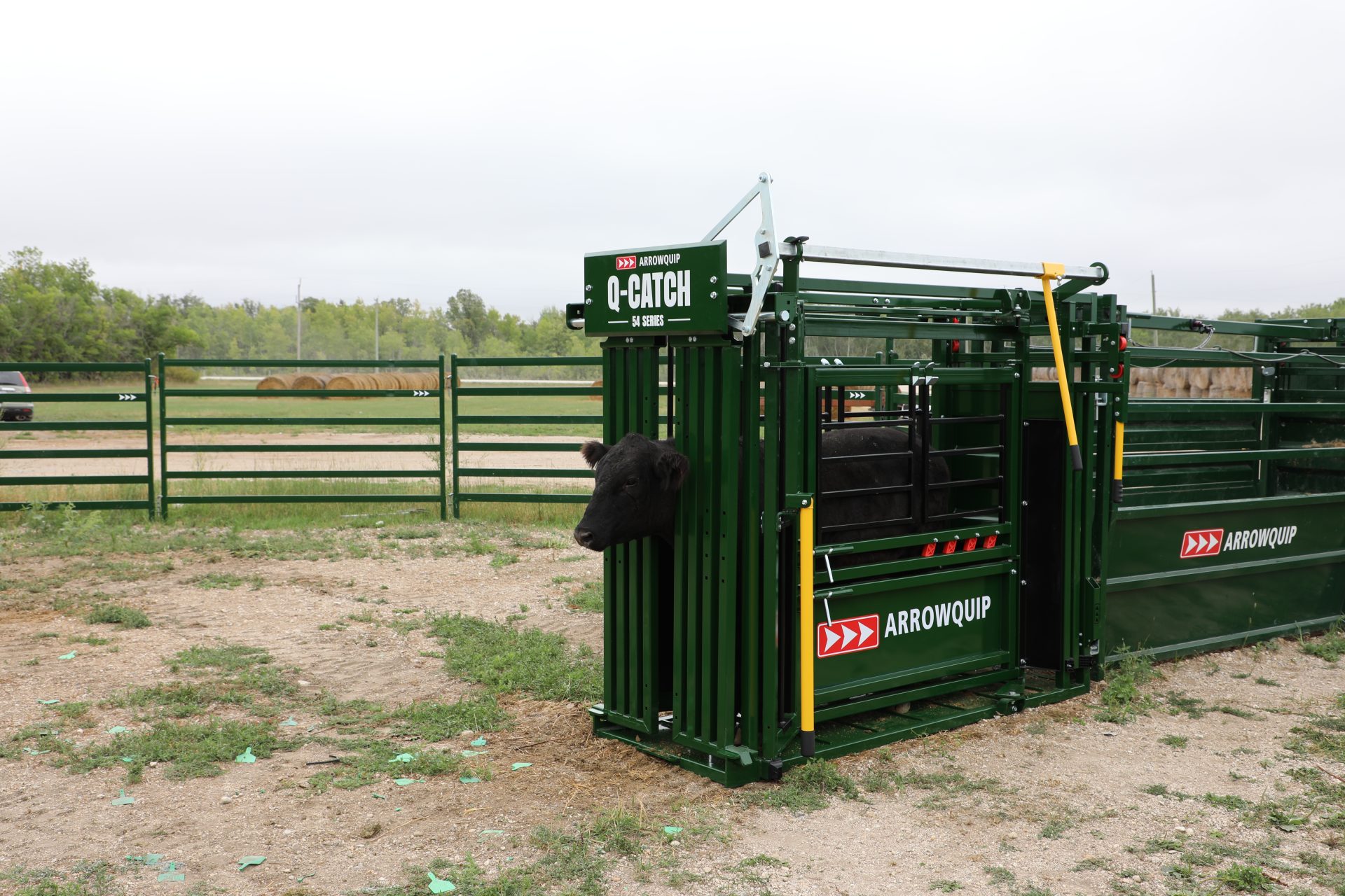 Black cow standing in 54 Series Cattle Squeeze Chute head gate