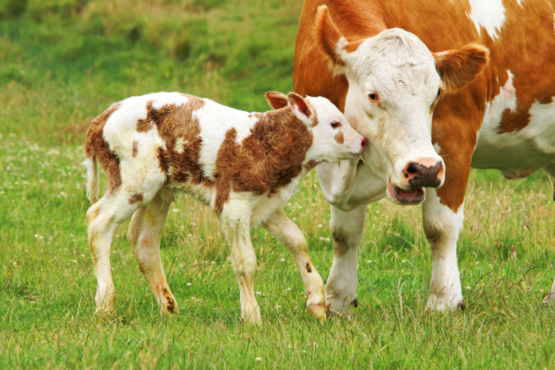 Calf and cow grazing in pasture