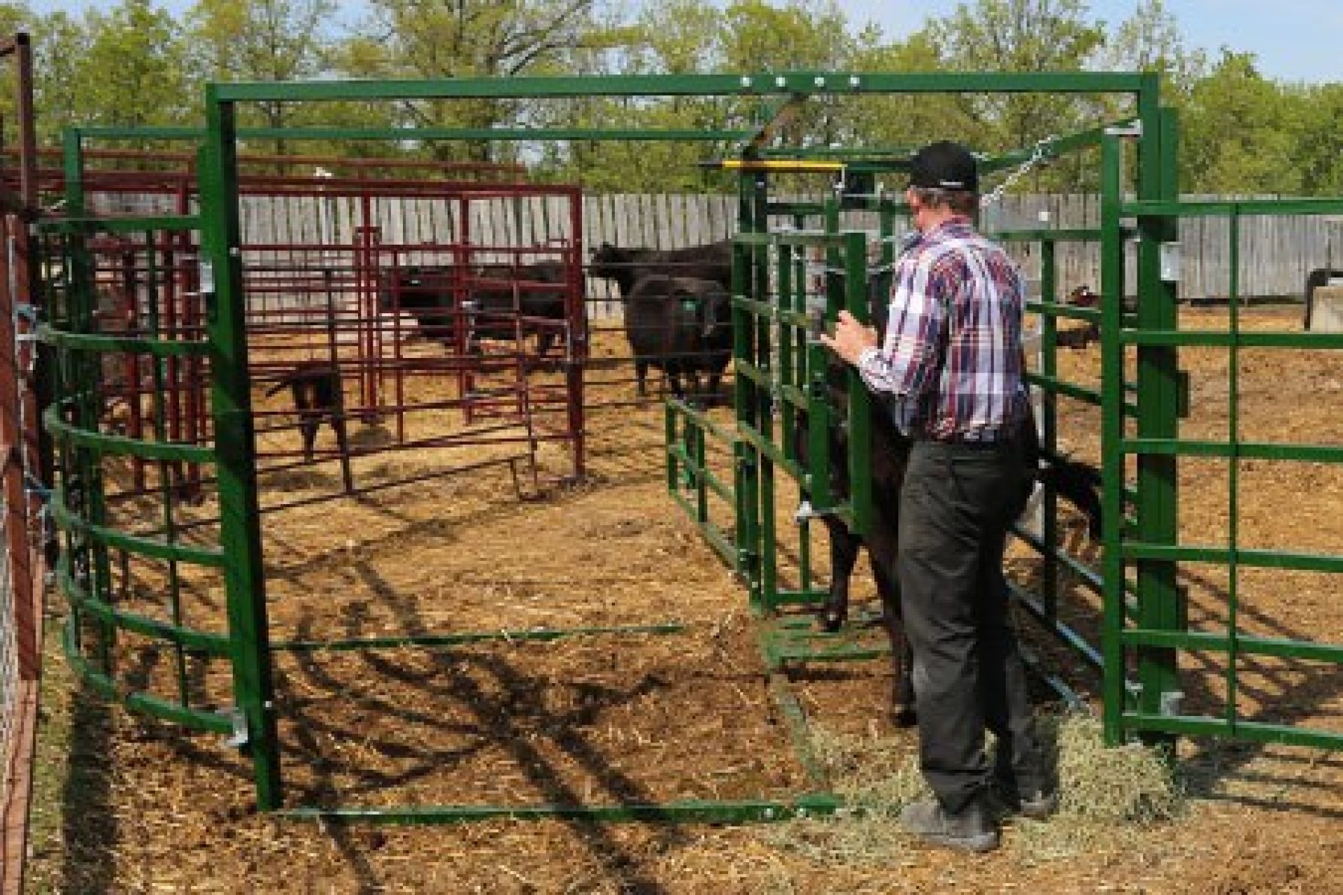 Rancher using a maternity pen with a black cow