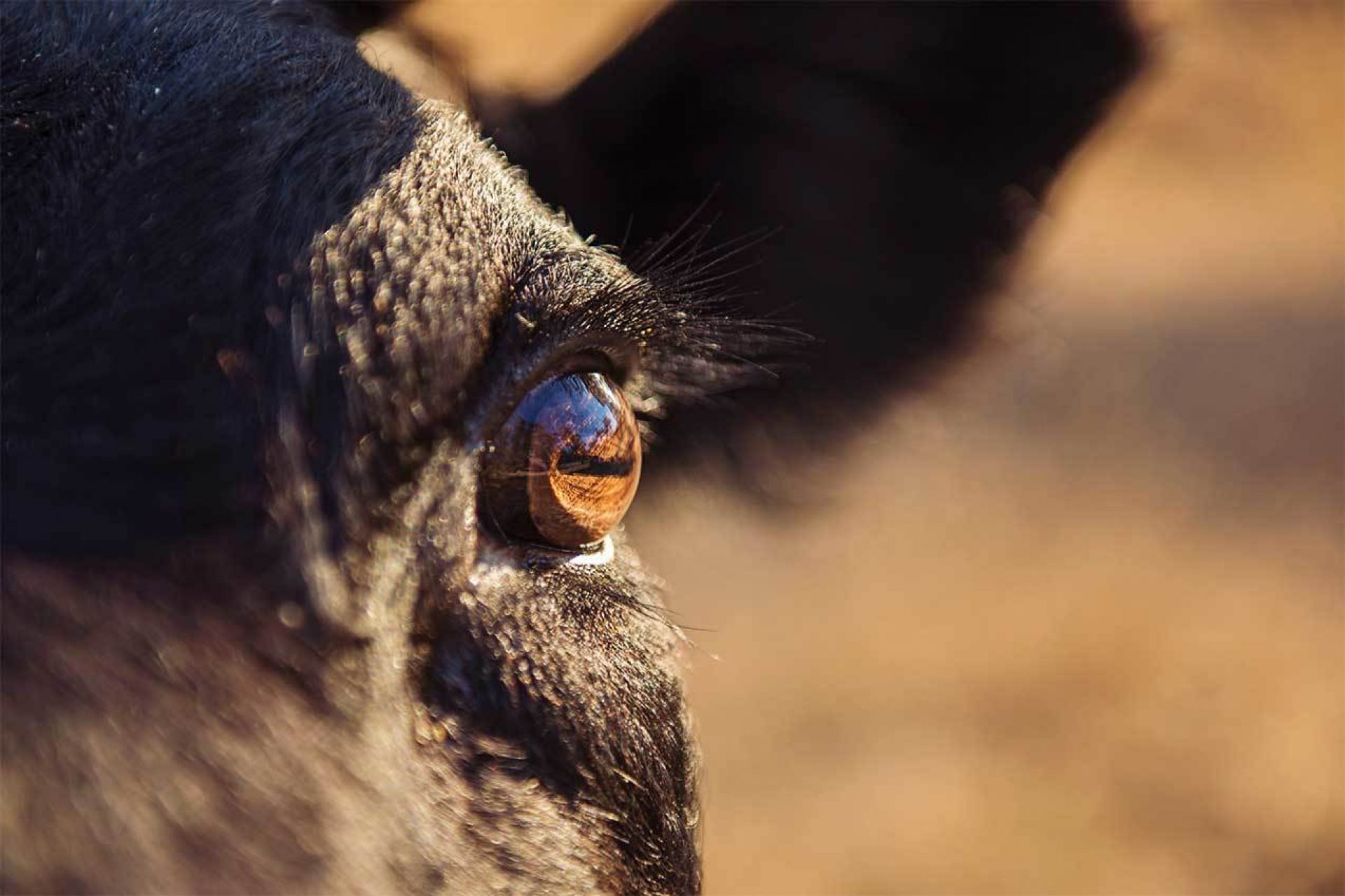 Close-up of cow eye