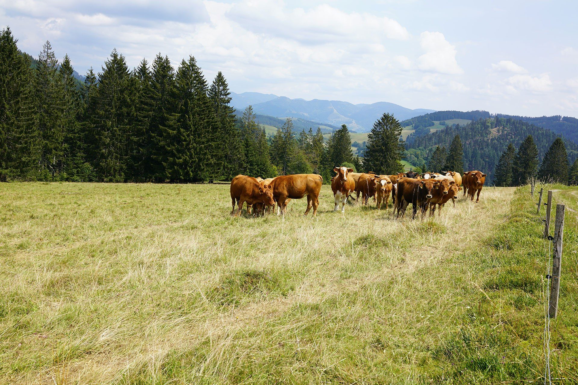 Group of cattle standing by a fence in pasture