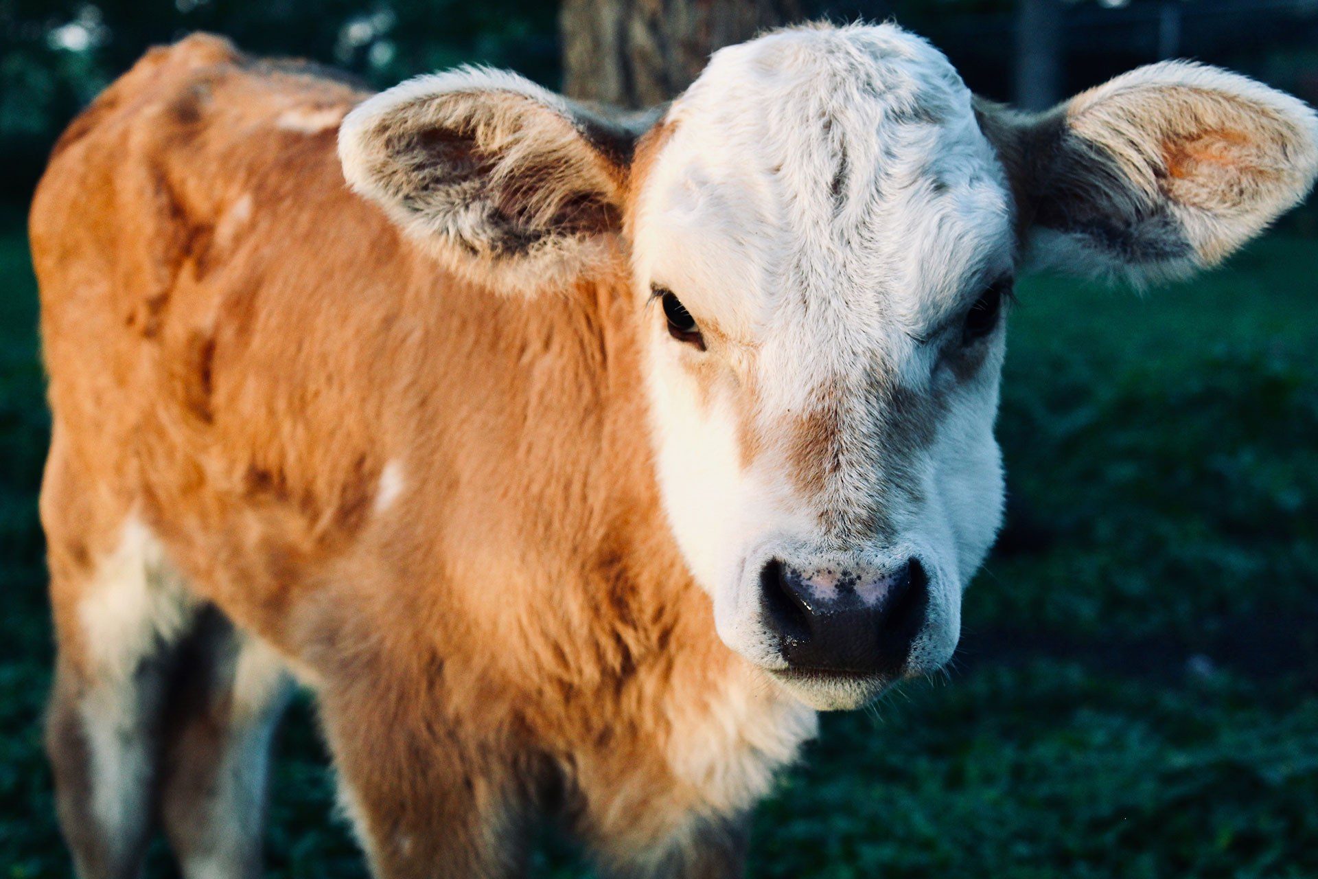 Close-up of brown calf with white face