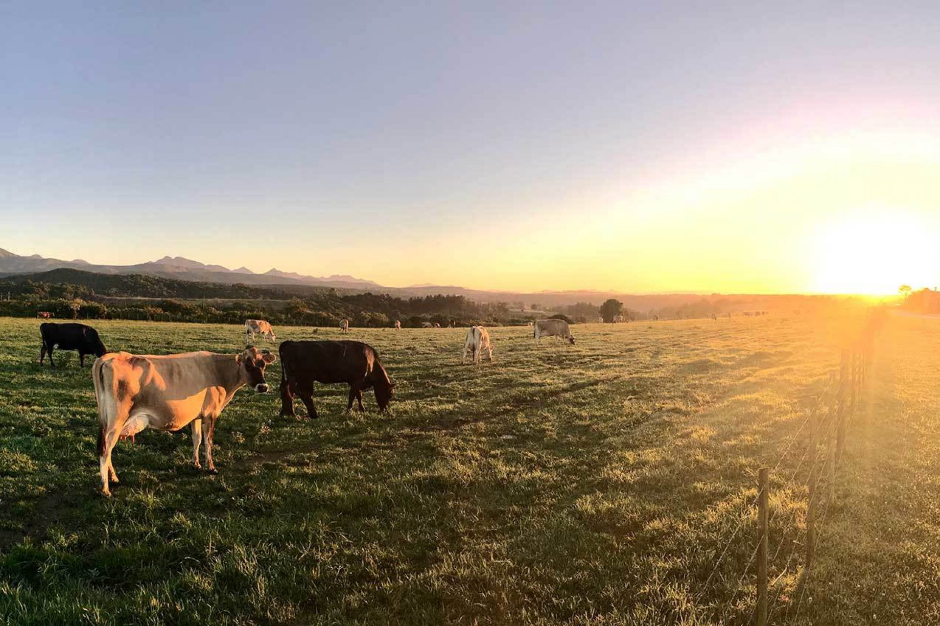 Cows in a grass pasture at sunset