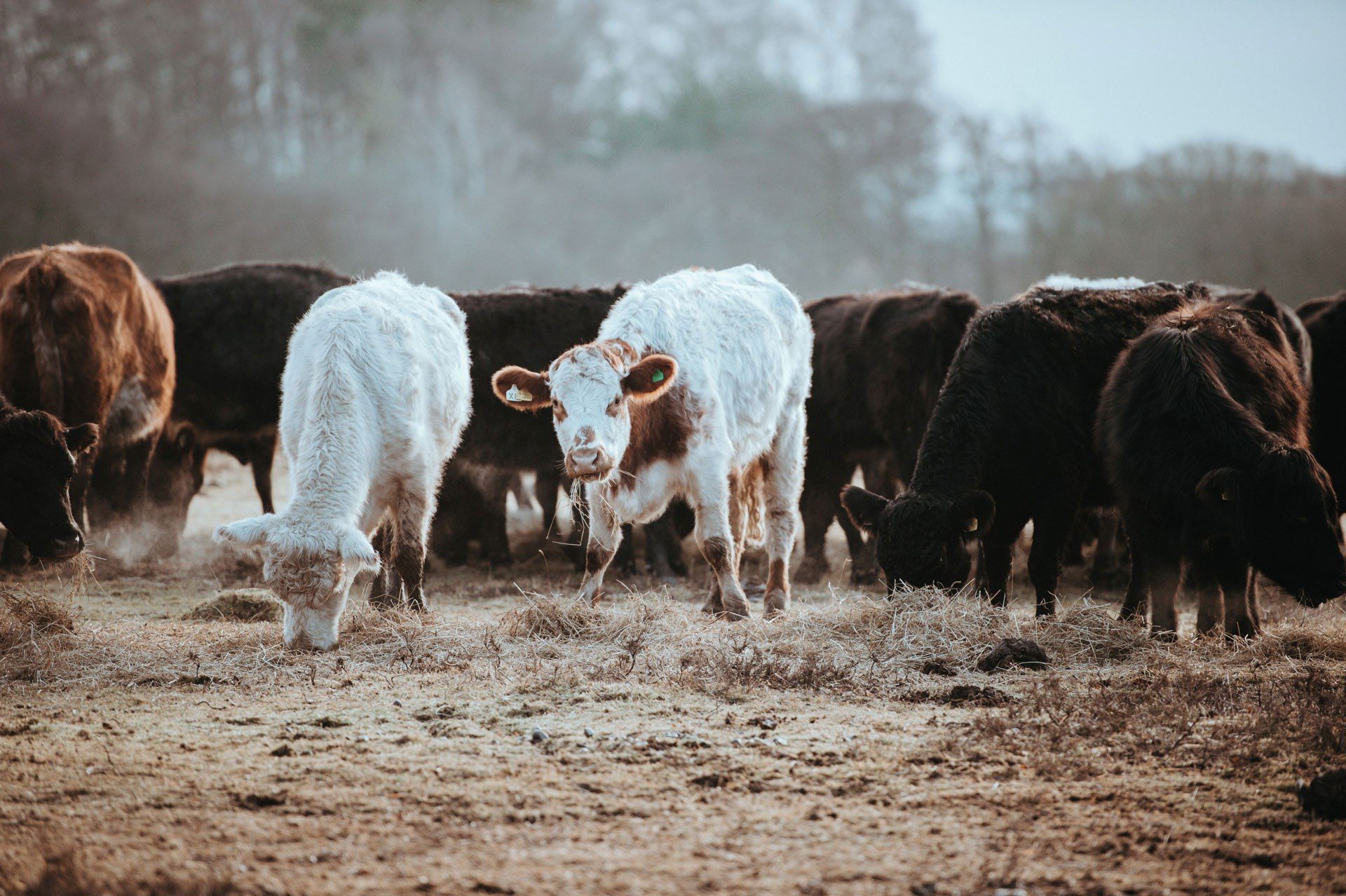 Group of cattle standing in a group eating hay