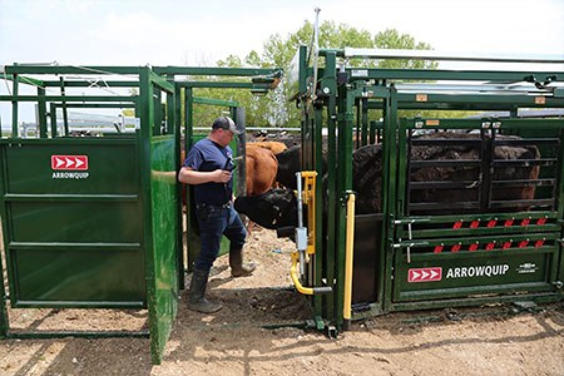 Design Tips for Safer Cattle Handling Systems Blog Arrowquip