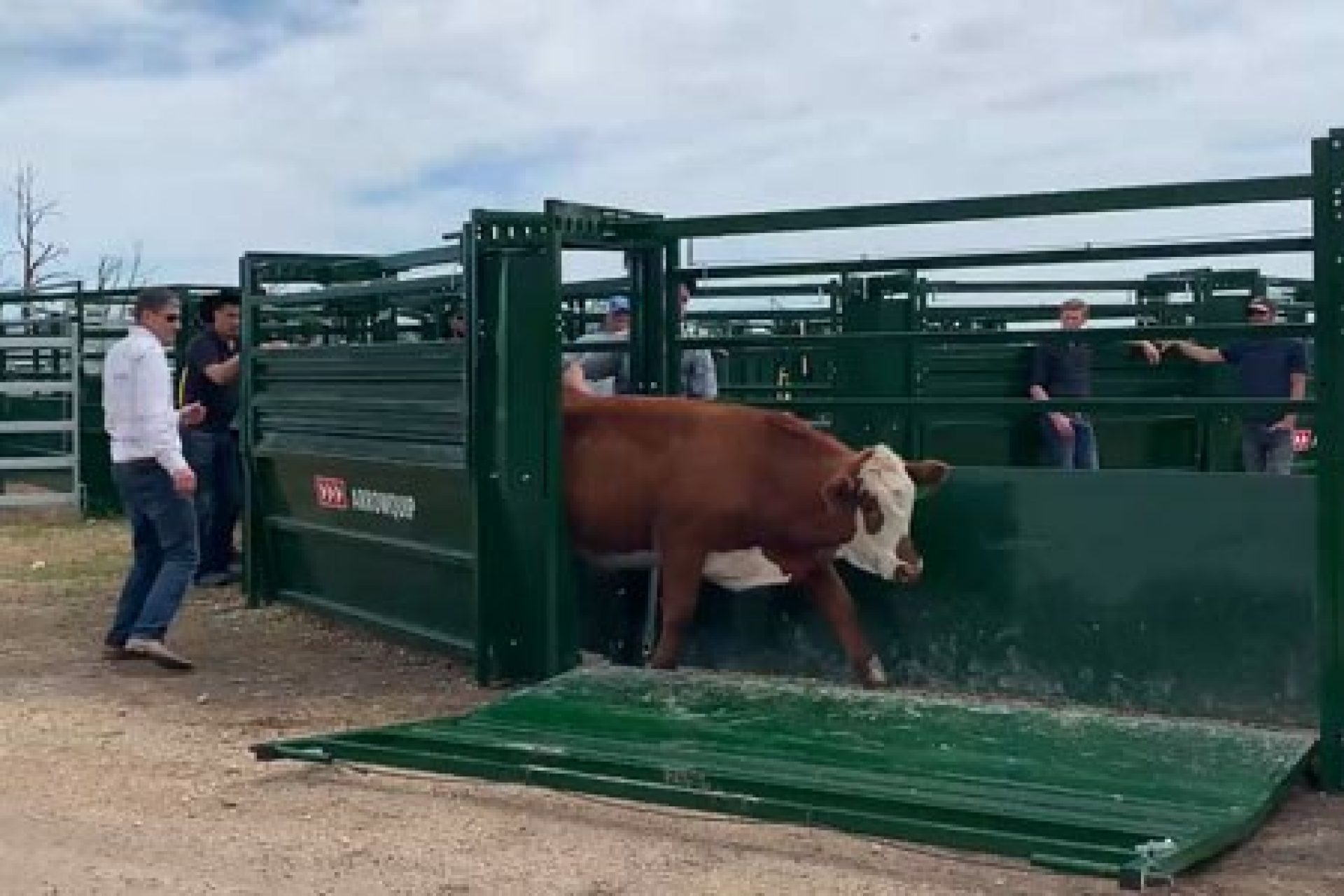 Best Tips to Handle Cattle the Small Herd Cattle Working Pens 2022