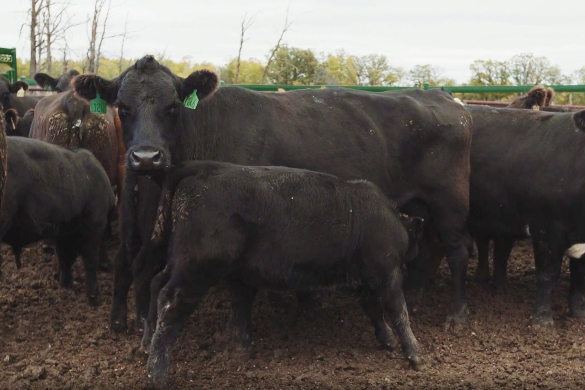 Black cow nursing a calf in a pen with other cows