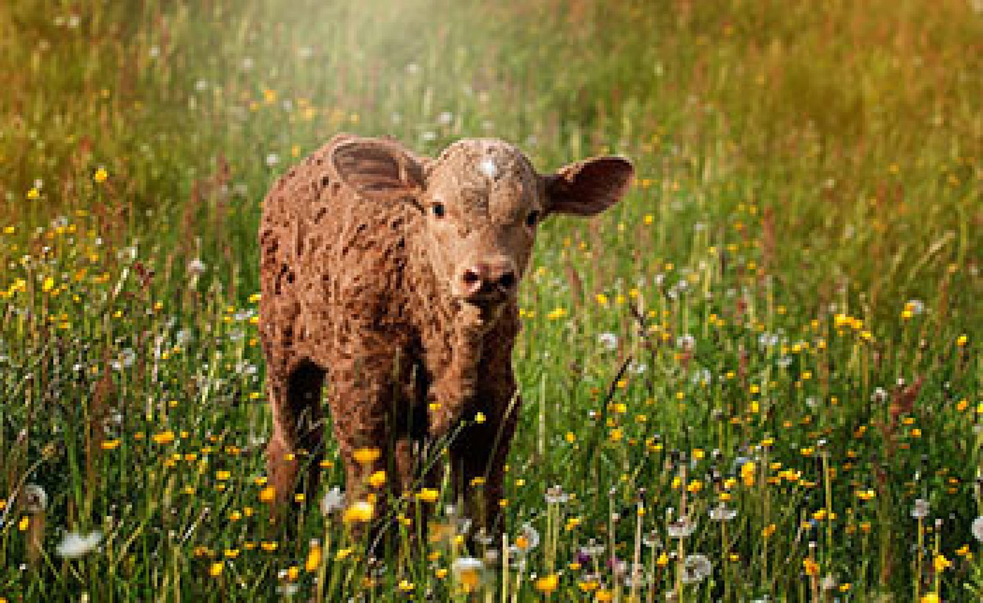 Brown calf with green grass background