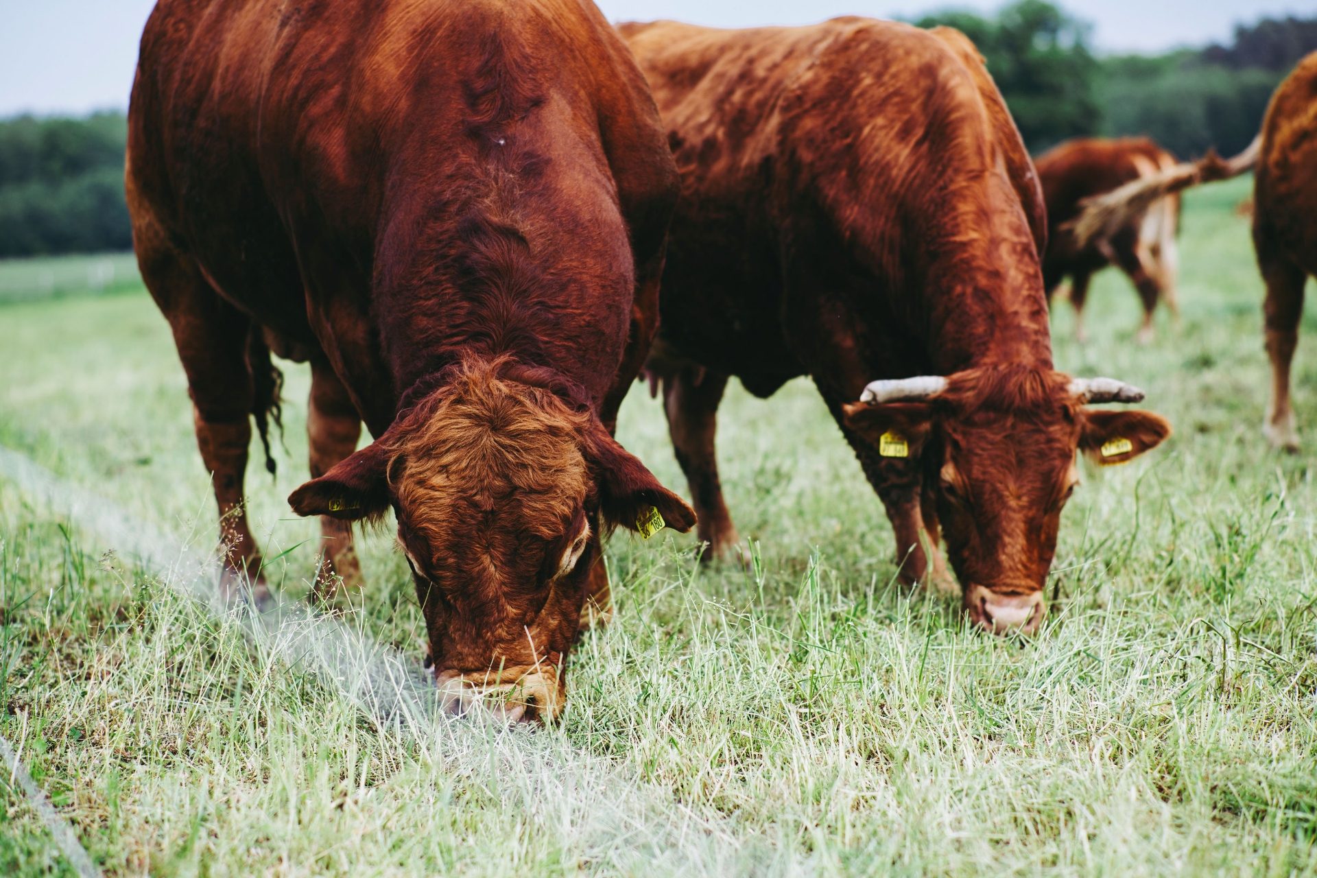 Pair of red cattle grazing in field