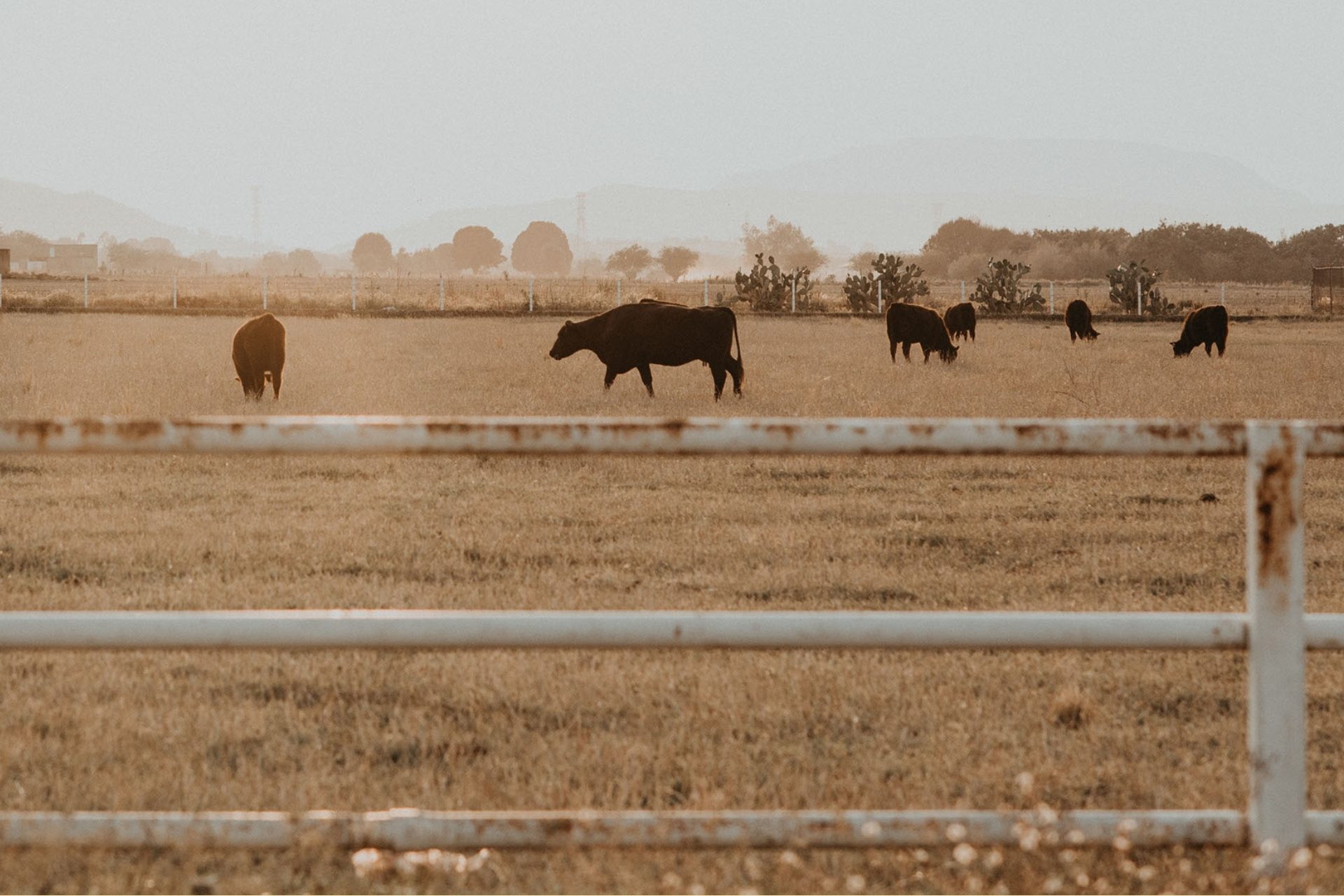 Group of cattle in field with grey smoky sky behind