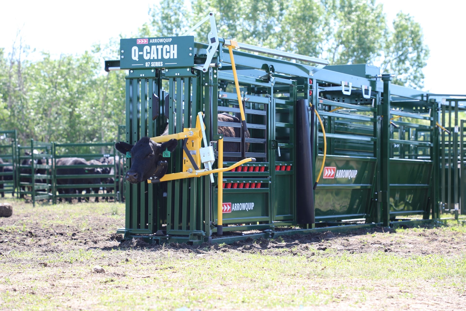Cattle Head Restraint holding black cow in Q-Catch Cattle Chute