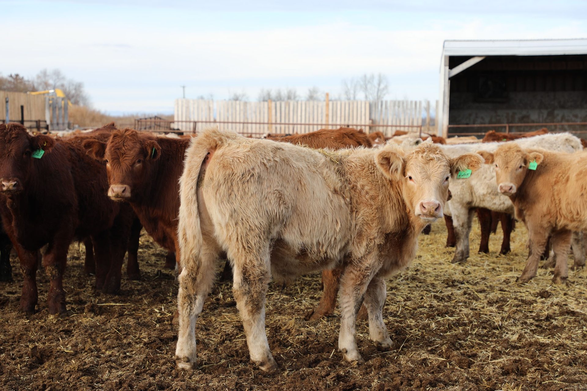 Group of beef cattle in Feedlot Yard